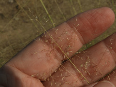 Eragrostis intermedia