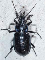 Calosoma macrum