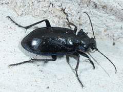 Calosoma macrum