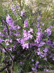 Leucophyllum laevigatum