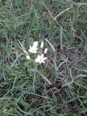 Nothoscordum bivalve