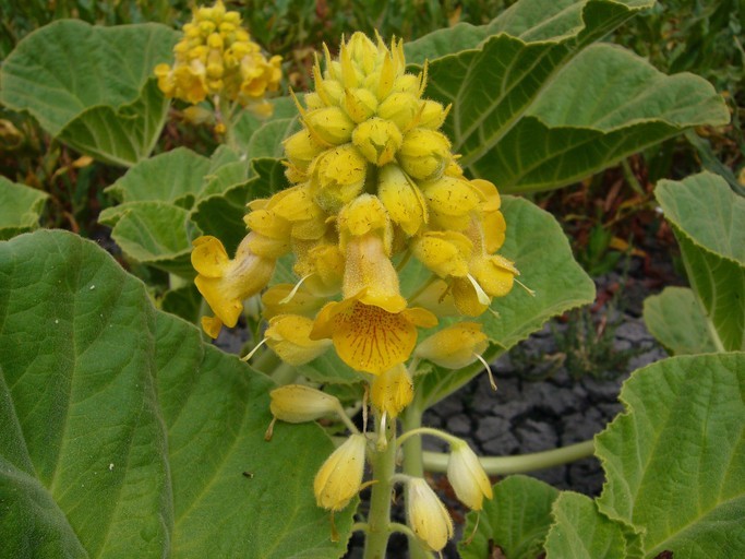 Ibicella lutea