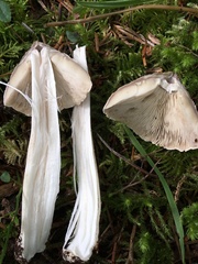 Tricholoma subacutum