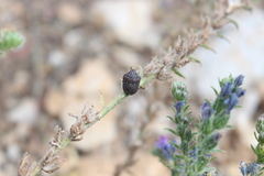 Psacasta exanthematica