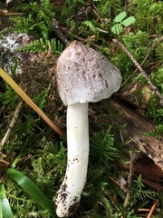 Tricholoma subacutum