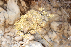 Laserpitium gallicum