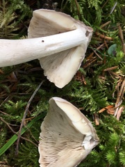 Tricholoma subacutum