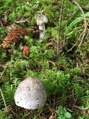 Tricholoma subacutum