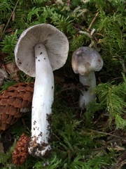 Tricholoma subacutum