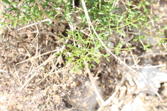 Laserpitium gallicum