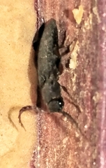 Aplastus arizonicus
