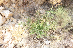 Laserpitium gallicum