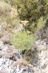 Laserpitium gallicum