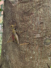Romalea microptera