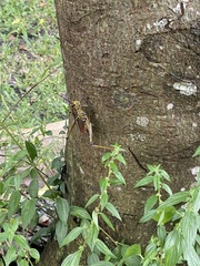 Romalea microptera