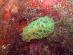 Sclerodoris apiculata