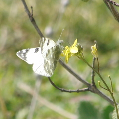 Euchloe belemia