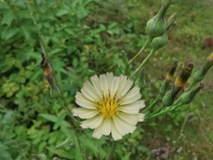 Lactuca indica