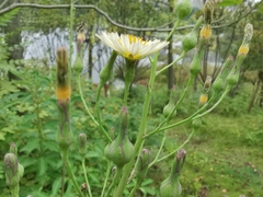 Lactuca indica