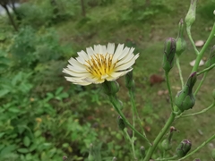 Lactuca indica