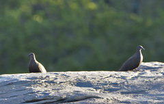 Petrophassa albipennis