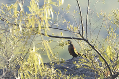 Black Grasswren photo 3