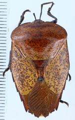 Tessaratoma conspersa