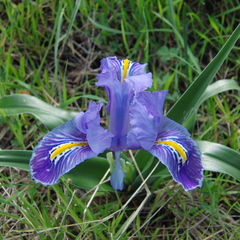 Iris planifolia