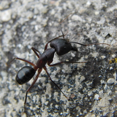 Camponotus barbaricus