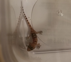 Hemidactylus turcicus