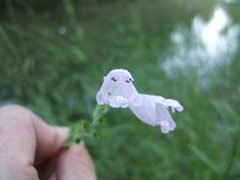 Physostegia angustifolia