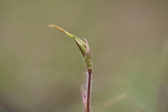 Caladenia parva