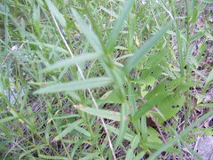 Physostegia angustifolia