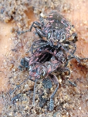 Chalcophora hondurasica