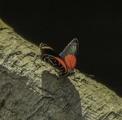 Callicore texa titania