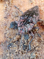 Chalcophora hondurasica