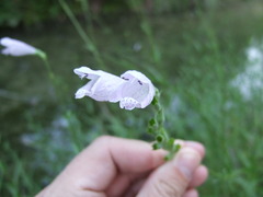 Physostegia angustifolia
