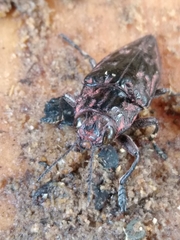 Chalcophora hondurasica