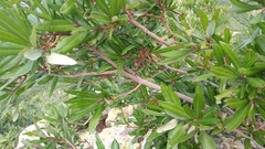 Comarostaphylis glaucescens