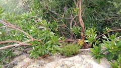 Comarostaphylis glaucescens