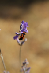 Tropidothorax leucopterus
