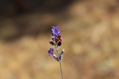 Tropidothorax leucopterus