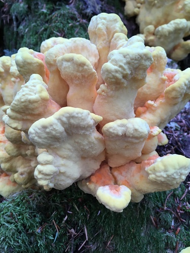 Conifer Chicken of the Woods