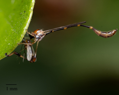 Leptopteromyia americana