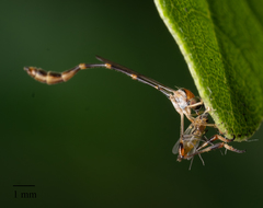Leptopteromyia americana