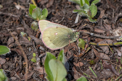 Colias nastes