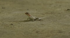 Sceloporus variabilis
