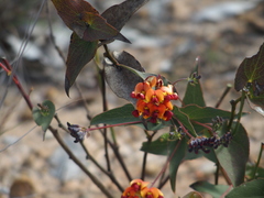 Daviesia cordata