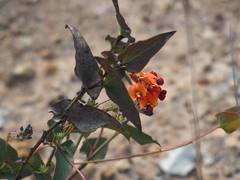 Daviesia cordata