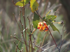 Daviesia cordata